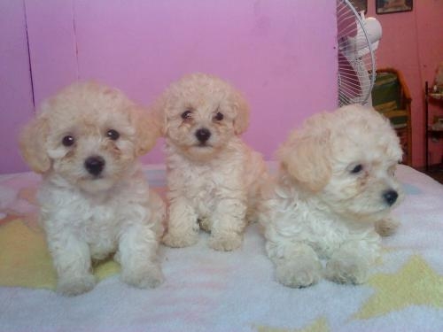 Vendo perritos french poodle tacita cariñosos - Heredia, Costa ... Vendo perritos french poodle tacita cariñosos - Heredia, Costa ...