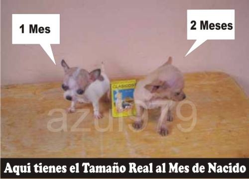 Chihuahua de bolsillo en San José Animales / Mascotas