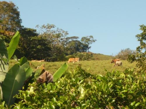 Finca el recreo de turrialba en Cartago - Terrenos | 34880