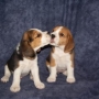 beagles puros de raza pequeña
