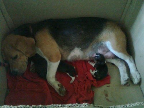 Perros beagle mini tricolor vacunados y desparacitados en Heredia