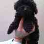 french  poodle mini toy negros solo machos