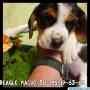 beagle macho de 2 meses bello tricolor