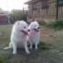 Se venden hermosos cachorros de Samoyedo para entregar en diciembre