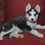 cachorro en adopción libre (husky siberiano)