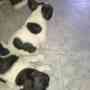 Cachorros Bulldog francés para su adopcion