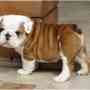 hermosa bulldog inglés cachorro para adopción