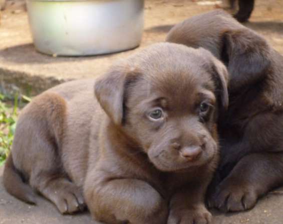 Perros Labrador Chocolate En San Ramon Animales Mascotas