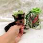 Tiny Teacup Yorkie Cachorro