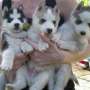 Husky saludables cachorros ahora disponibles para su adopción