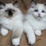 Adorables gatitos de Ragdoll