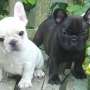 Los cachorros Bulldog francés para Adopción