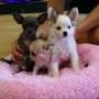 Chihuahua perritos adoptar gratis