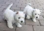 Hermosos cachorros de yorkshire terrier para su aprobación
