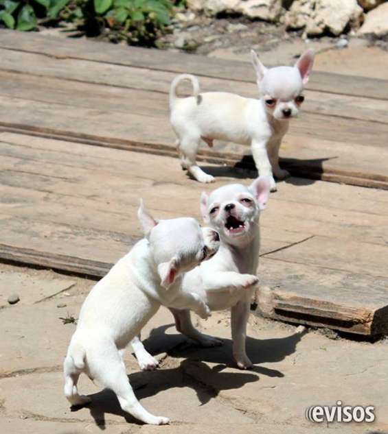 Mini cachorros chihuahua para su adopción