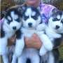 Los cachorros de husky siberiano registrados,