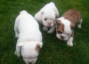 Preciosos cachorros de Bulldog Inglés disponibles